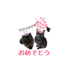 黒猫＆ブサカワねこのスタンプ集です。（個別スタンプ：15）