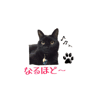 黒猫＆ブサカワねこのスタンプ集です。（個別スタンプ：20）