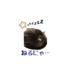 黒猫＆ブサカワねこのスタンプ集です。（個別スタンプ：24）