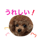 プードルの気持ち パート3（個別スタンプ：6）
