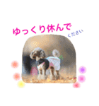 プードルの気持ち パート3（個別スタンプ：9）