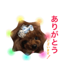 プードルの気持ち パート3（個別スタンプ：13）