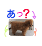 プードルの気持ち パート3（個別スタンプ：14）