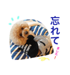 プードルの気持ち パート3（個別スタンプ：15）
