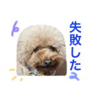 プードルの気持ち パート3（個別スタンプ：16）