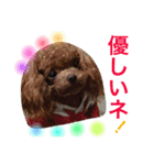 プードルの気持ち パート3（個別スタンプ：19）