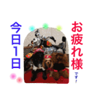 プードルの気持ち パート3（個別スタンプ：24）