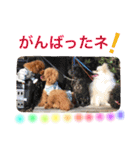プードルの気持ち パート3（個別スタンプ：29）