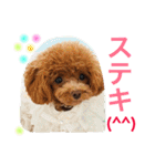 プードルの気持ち パート3（個別スタンプ：31）