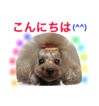 プードルの気持ち パート3（個別スタンプ：37）