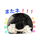 プードルの気持ち パート3（個別スタンプ：40）