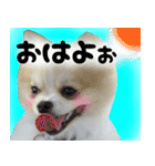 ポメラニアン まめぞう日記（個別スタンプ：1）