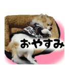 ポメラニアン まめぞう日記（個別スタンプ：2）