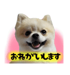 ポメラニアン まめぞう日記（個別スタンプ：4）