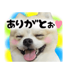 ポメラニアン まめぞう日記（個別スタンプ：5）