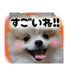 ポメラニアン まめぞう日記（個別スタンプ：6）