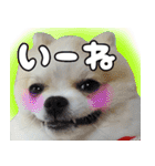 ポメラニアン まめぞう日記（個別スタンプ：7）