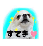 ポメラニアン まめぞう日記（個別スタンプ：8）