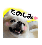 ポメラニアン まめぞう日記（個別スタンプ：9）