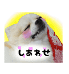 ポメラニアン まめぞう日記（個別スタンプ：10）