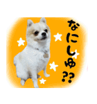 ポメラニアン まめぞう日記（個別スタンプ：11）