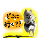 ポメラニアン まめぞう日記（個別スタンプ：12）