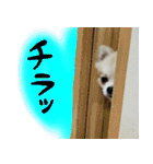 ポメラニアン まめぞう日記（個別スタンプ：13）