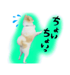 ポメラニアン まめぞう日記（個別スタンプ：14）