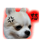 ポメラニアン まめぞう日記（個別スタンプ：15）