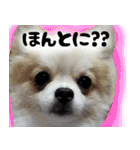 ポメラニアン まめぞう日記（個別スタンプ：16）