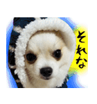 ポメラニアン まめぞう日記（個別スタンプ：17）