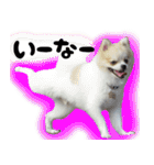 ポメラニアン まめぞう日記（個別スタンプ：18）