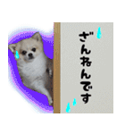 ポメラニアン まめぞう日記（個別スタンプ：19）