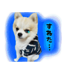 ポメラニアン まめぞう日記（個別スタンプ：20）
