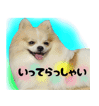 ポメラニアン まめぞう日記（個別スタンプ：23）