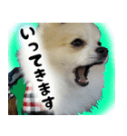 ポメラニアン まめぞう日記（個別スタンプ：24）