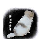 ポメラニアン まめぞう日記（個別スタンプ：26）
