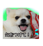 ポメラニアン まめぞう日記（個別スタンプ：27）