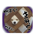 ポメラニアン まめぞう日記（個別スタンプ：28）