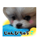 ポメラニアン まめぞう日記（個別スタンプ：29）