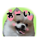 ポメラニアン まめぞう日記（個別スタンプ：30）