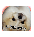 ポメラニアン まめぞう日記（個別スタンプ：31）