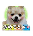 ポメラニアン まめぞう日記（個別スタンプ：33）