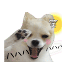 ポメラニアン まめぞう日記（個別スタンプ：34）
