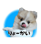 ポメラニアン まめぞう日記（個別スタンプ：36）