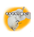 ポメラニアン まめぞう日記（個別スタンプ：37）