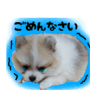 ポメラニアン まめぞう日記（個別スタンプ：39）