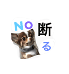 daitenshicocotan two（個別スタンプ：3）