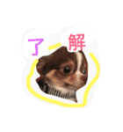 daitenshicocotan two（個別スタンプ：4）
