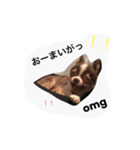 daitenshicocotan two（個別スタンプ：5）